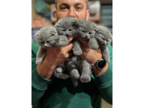 Sevimli scottish fold bebekler