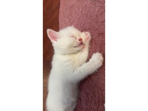 British shorthair beyaz iyi bir aileye vermek istiyoruz
