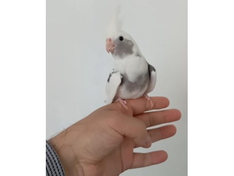 Yeni yeme düşen jumbo boy sultan papağanı yavrular