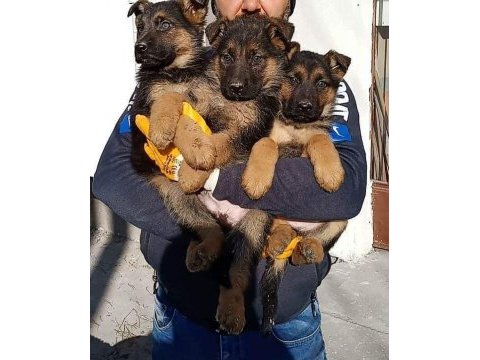 Safkan alman kurdu yavrular yeni yuvalarına gitmeye hazır
