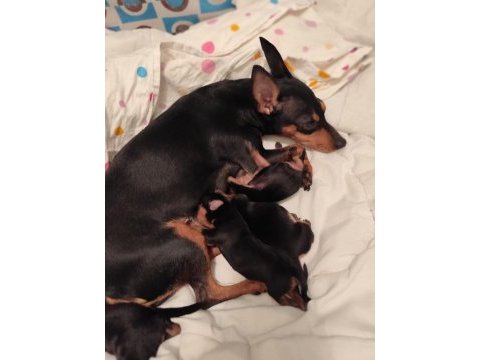 Safkan a kalite 0 numara minyatür pinscher