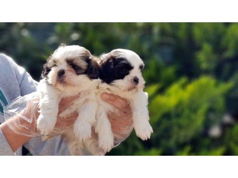 Shih tzu yavrusu