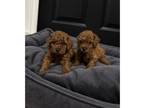 Üretim ve bakım ruhsatlı evimizden toy poodle