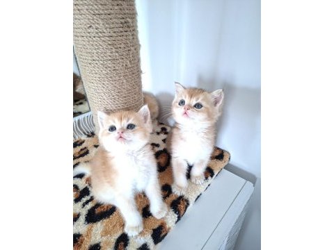 Safkan british shorthair golden bebekler