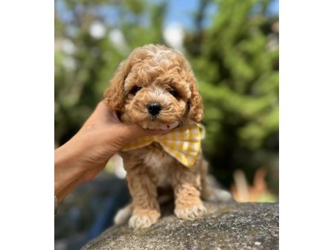 Maltipoo yavrularımız aşılı