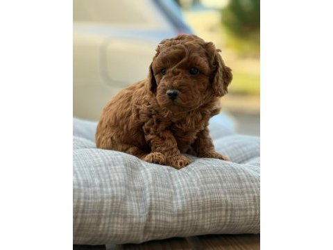 Pofuduk oyuncak gibi canlı poodle miniklerim