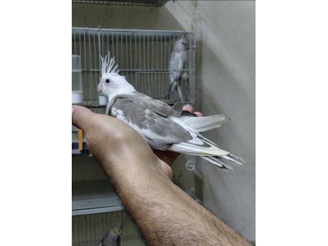 Karne hediyesi ele alışık ısırma huyu olmayan sultanlar