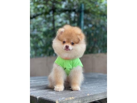Pomeranian boo