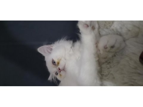 Chinchilla 3 aylık kedimiz