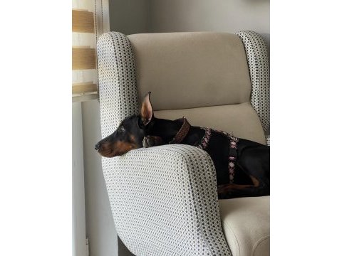 Dişi 5 aylık doberman tüm eşyalarıyla