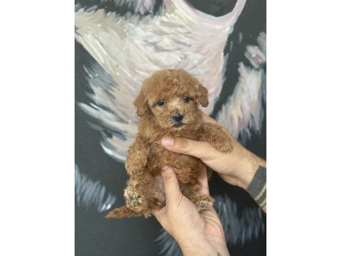 A kalite mini boy maltipoo