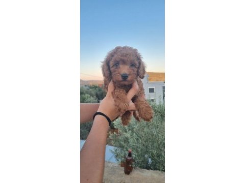 Orjinal toy poodle yavrular izmir