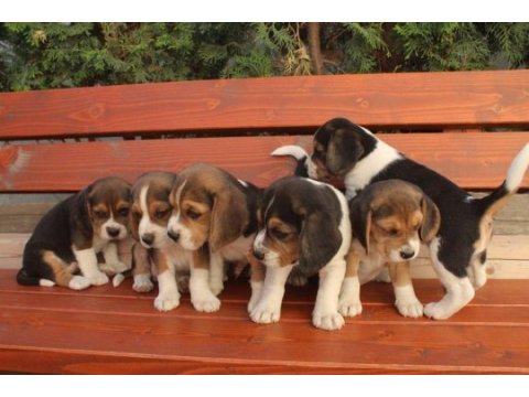 Muhteşem beagle yavrularımız