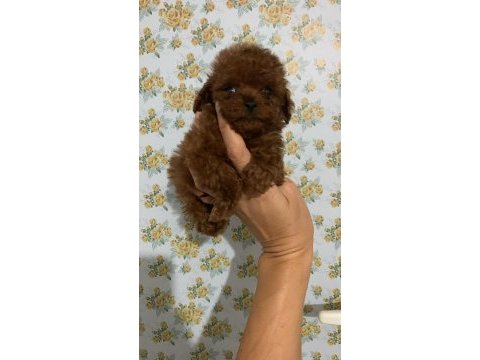 Kore poodle teacup baby face poodle yavrular