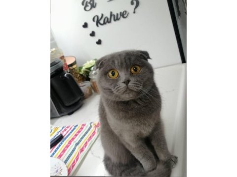 Scottish fold dişi