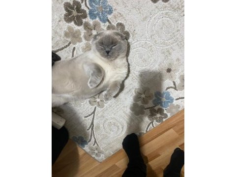 Erkek british shorthair kedisi