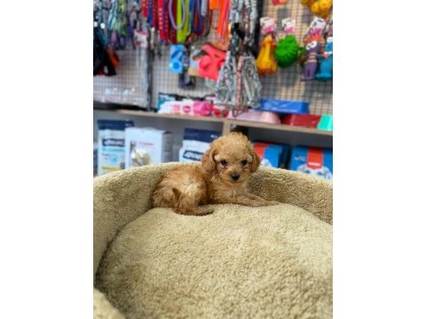 Kore maltipoo yavrumuz yeni ailesini bekliyor