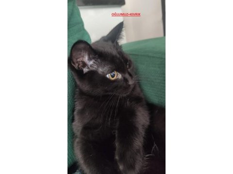 Baba scottish fold anne siyam -erkek- kız yavruları