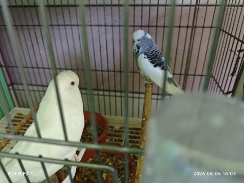 Yavrulu muhabbet kuşu takım