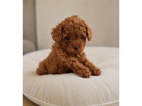 Sevimli toy poodle yavruları