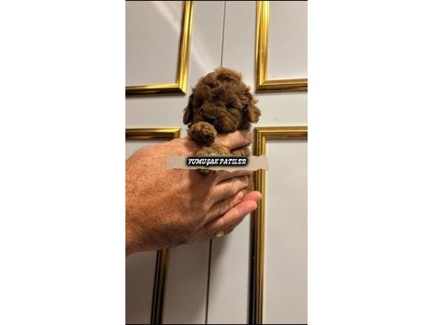 Red toy poodle