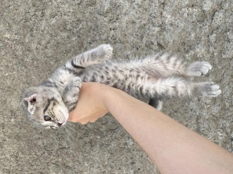 Scottish fold çocuklar yuva arıyor