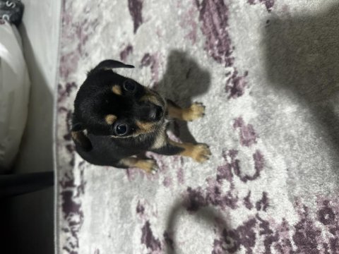 0 numara pinscher yavru