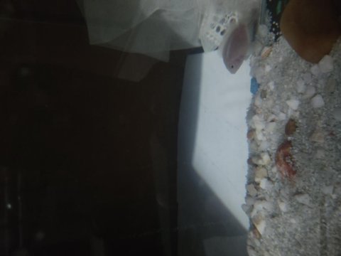 2 adet 5 cm zebra çiklet