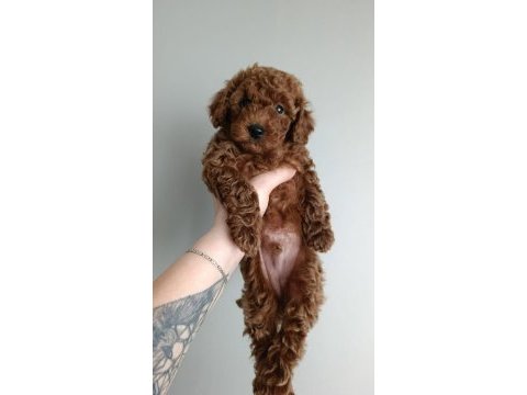 Orijinal toy poodle yavrular eskişehir