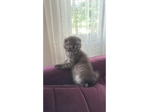 Scottish fold dişi 2 aylık