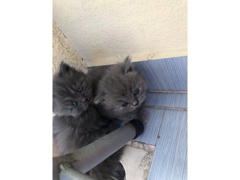 British longhair acil sahiplendirilecektir
