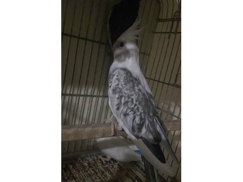 Yeni yeme düşmüş bilezikli sultan yavrular