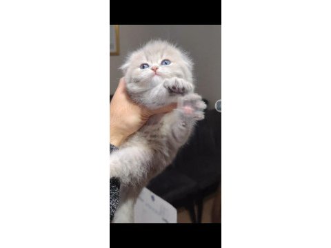 Scottish fold kedimiz