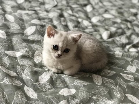 Ns11 silver point british longhair