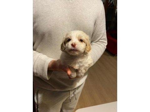 Mini boy maltipoo yavrularımız