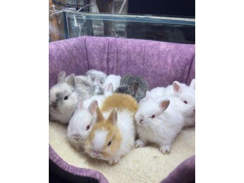 Cüce netherland dwarf yavrularımız