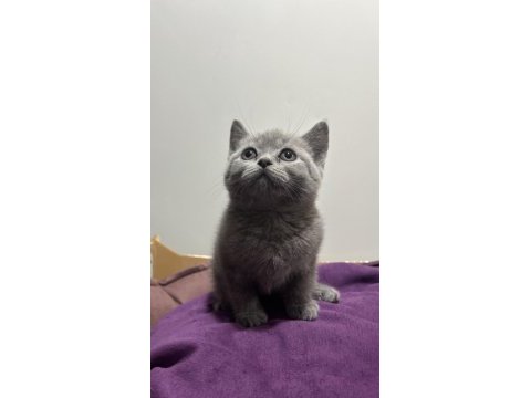 British shorthair erkek yavrular