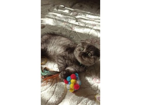 Safkan scottish fold ankara