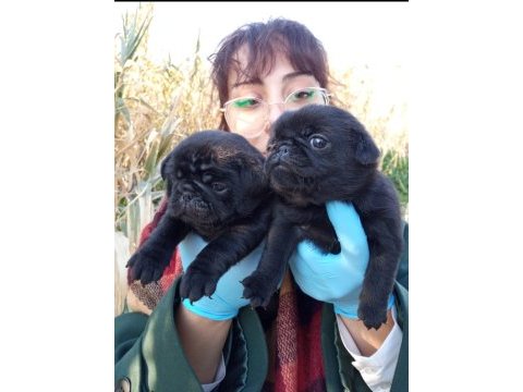 Sıyah black pug yavrularımız