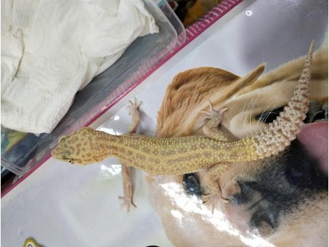 Leopar gecko
