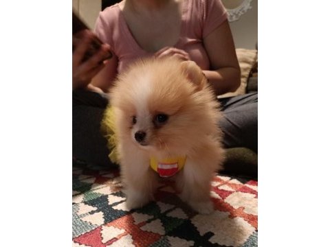 Pomeranian 4 aylık yavru