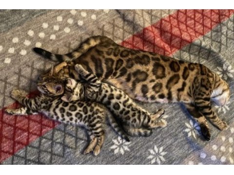 Seçkin kan hatlarından bengal yavruları