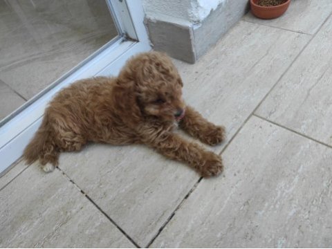 3 aylık dişi poodle