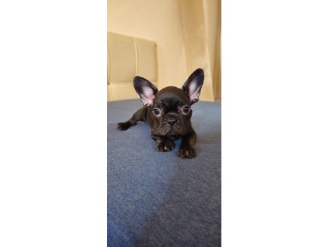 Egzotik kan a+ kalite french bulldog