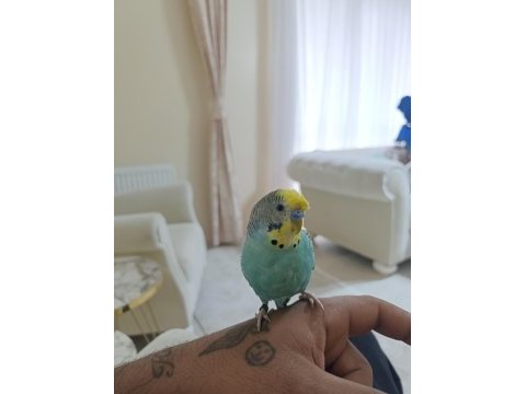 6 aylık konuşan erkek muhabbet kuşu
