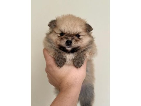Pomerian boo