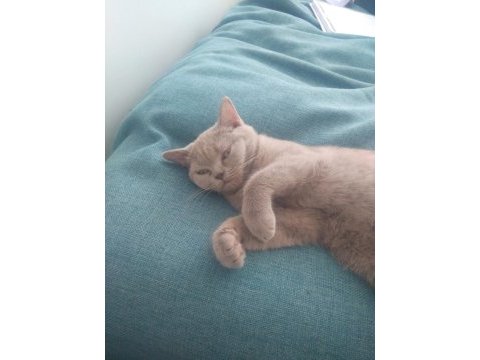 5 aylık sevimli açık kül gri dişi british shorthair