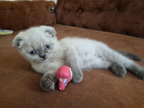 Scottish fold kedisi
