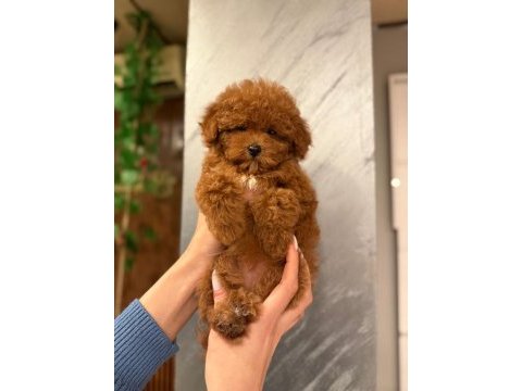 Show kalite toy poodle