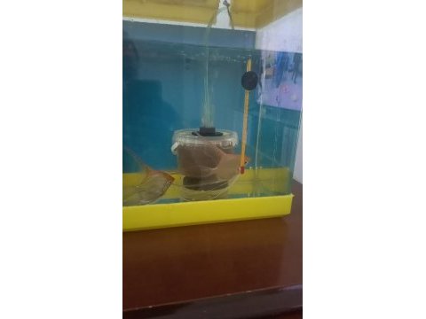 Eş yumurta çizmiş silver melek balığı